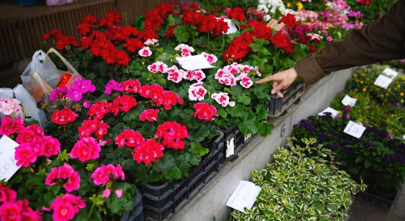 Ingyenes virágosztást lesz az egyik hajdú-bihari városban, itt vannak a részletek!