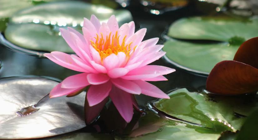 A lótuszvirág gondozása: ha ezt az egyszerű lépést beveted, ontja magából a szirmokat