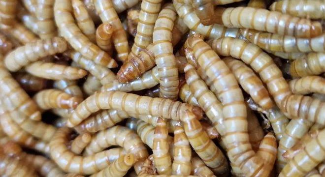 Hogyan válassz megfelelő eleséget terráriumi kedvenced számára?