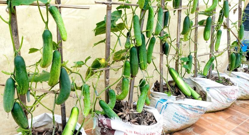 Ezt az egy dolgot teszi az uborkával – és mindig dupla a termés