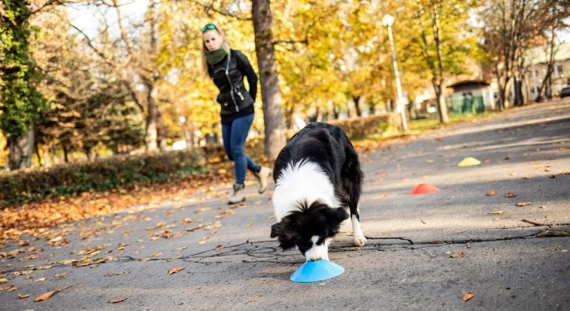 Filmbe illő hőstettet hajtott végre egy magyar kutya – szinte mindegyik eb képes lehet erre