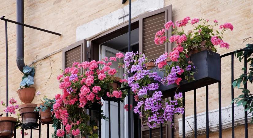 3 könnyen gondozható, gyönyörű balkonnövény, ha lecserélnéd a muskátlit