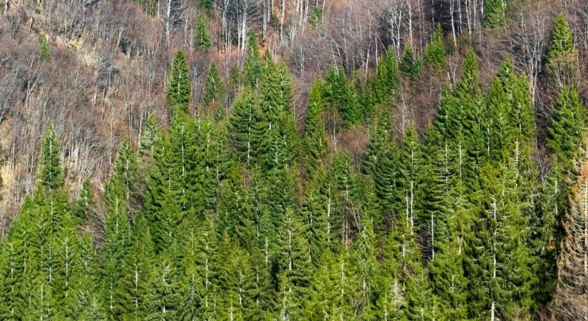 Megszólalt a vészcsengő: tömegesen száradnak ki a magyarországi lucfenyők