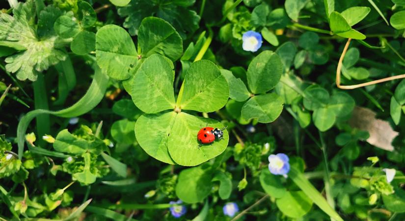 Megint telitalálat született a hatos lottón, ezúttal kettő is! - A Hatoslottó nyerőszámai a 17. játékhéten vasárnap, 2026-ban