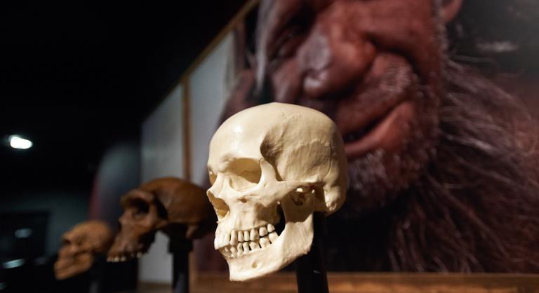 Megfejtették a 7500 éves koponya titkát, évtizedekig tévúton járt a tudomány