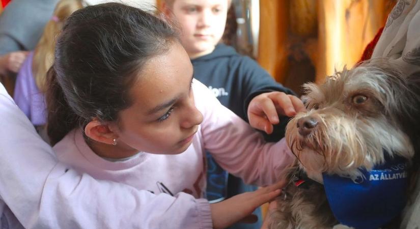 Állatbarát címre pályázhatnak az intézmények, már csak néhány nap maradt