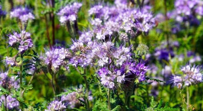 Több mint zöldítés: a takarónövény, mint ingyen nitrogénforrás