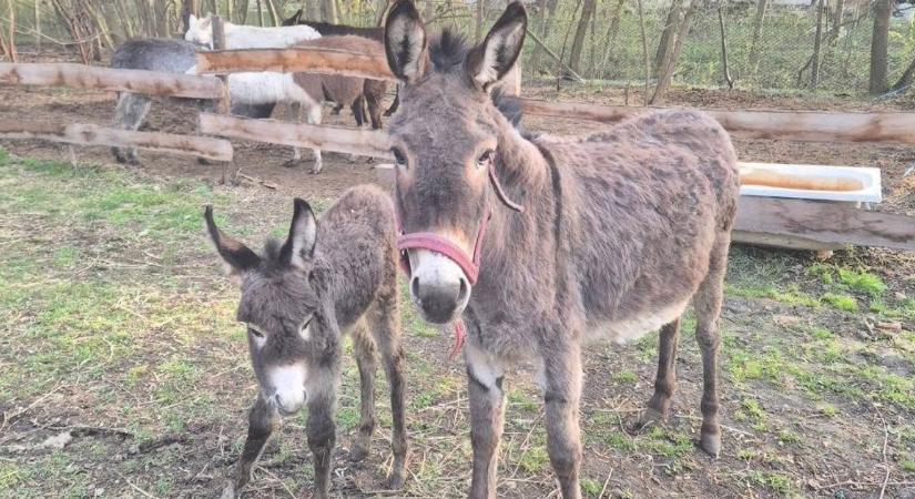 Hónapokig harcolt egy szamárbébi életéért az országjáró Patrik és családja