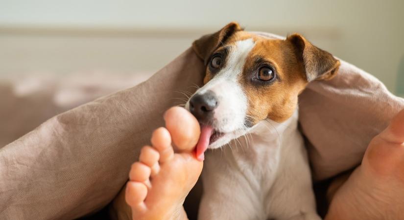 Miért nyalogatja a kutya a lábunkat? Gyakran félreértjük, mit jelent ez pontosan
