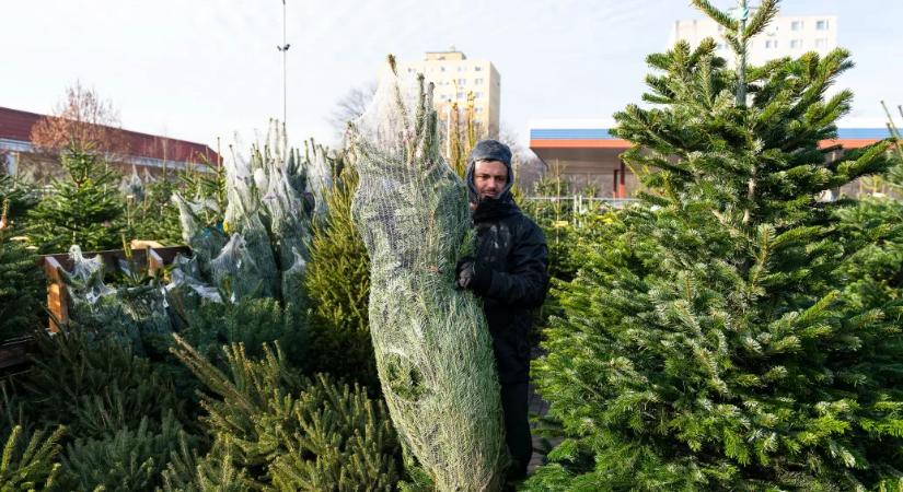 A lucfenyők hazai pusztulásán látszik igazán a klímaváltozás súlyos hatása