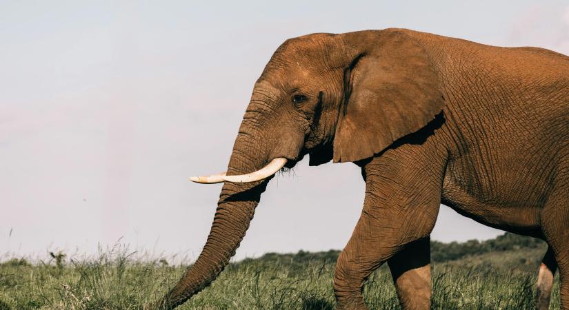 Egy elefántcsorda taposta halálra a kőgazdag trófeavadászt