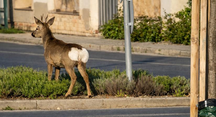 Vadon élő állat okozott galibát a főváros közelében