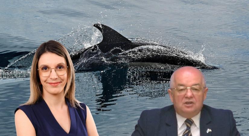 Vasárnapi jó hír: a parti őrség delfineket, cápát és tokhalakat mentett!