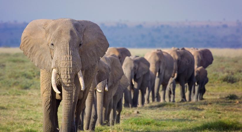 Friss! Ő az a kőgazdag milliomos, akit egy elefántcsorda halálra taposott