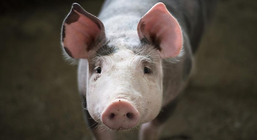 A nyerstej és a vágósertés ára csökkent, a tojás drágult márciusban