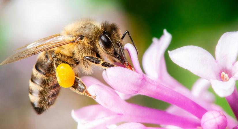 Nemcsak nektárt gyűjtenek: alkoholt is fogyasztanak a beporzók