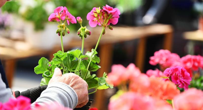 Nem szabad sajnálni! – A szolnoki virágárusok elárulták, hogyan lesz évekig dús a muskátlink – galéria