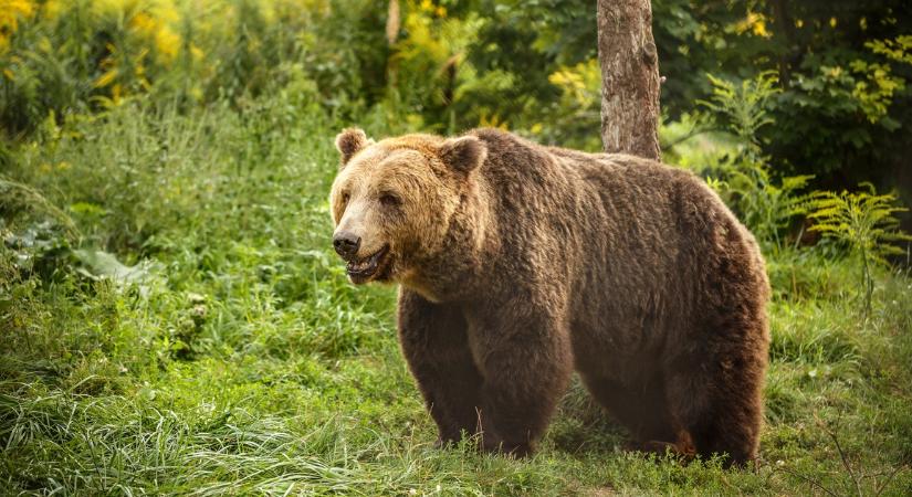 Medvét láttak az egyik magyarországi tónál, videóra is vették a vadállatot a horgászok