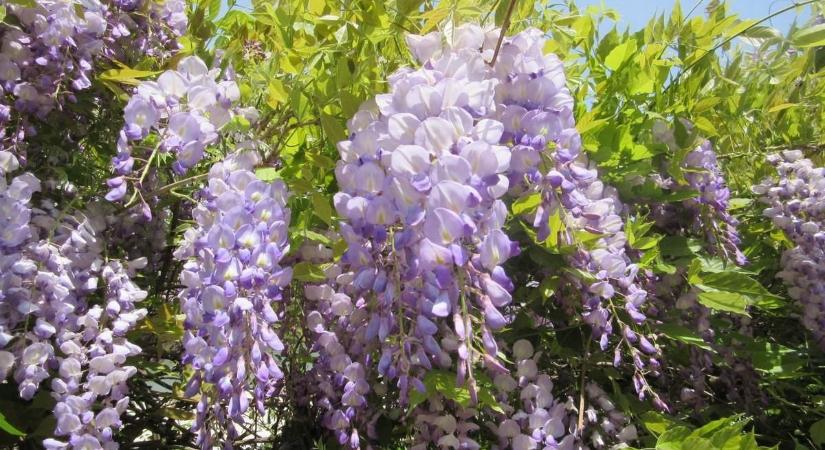 A hideg hajnalok után napos, de hűvös napok érkeznek