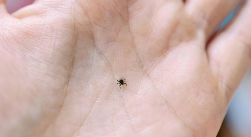 Ennyi idő után fertőz a kullancs - Jegyezd meg jól ezt a számot a szakember szerint