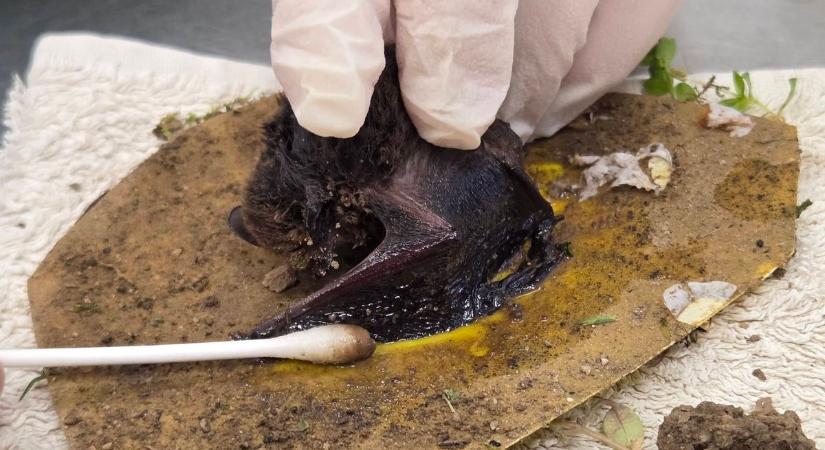 Beleragadt a csapdába a denevér, védett állat is áldozatul eshet!