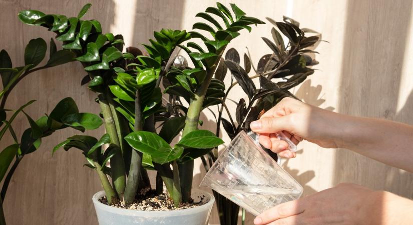 Átkot hoz vagy bőséget? Ez az a növény, amelynek a csillagjegyed szerint ott kell lennie az otthonodban, ennek pedig semmi keresnivalója nincs ott