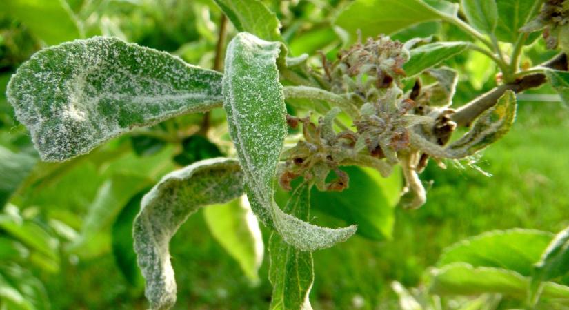 Lisztharmat ellen: így érdemes időben védekezni