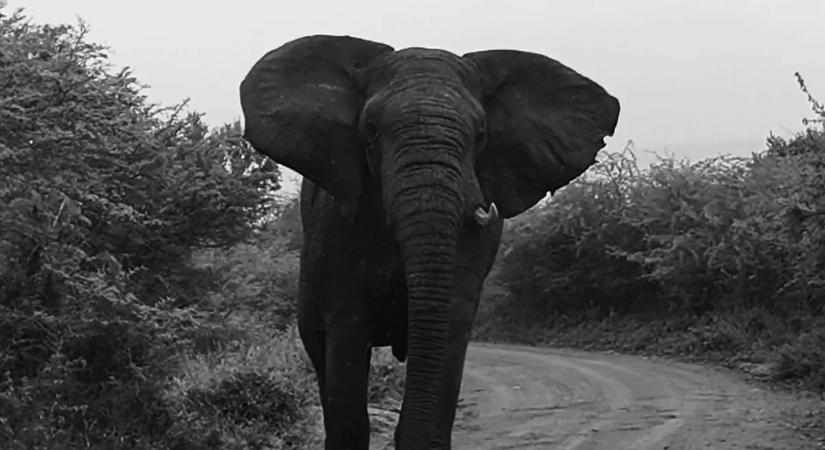 Nem akárkit támadott meg egy elefántcsorda Afrikában