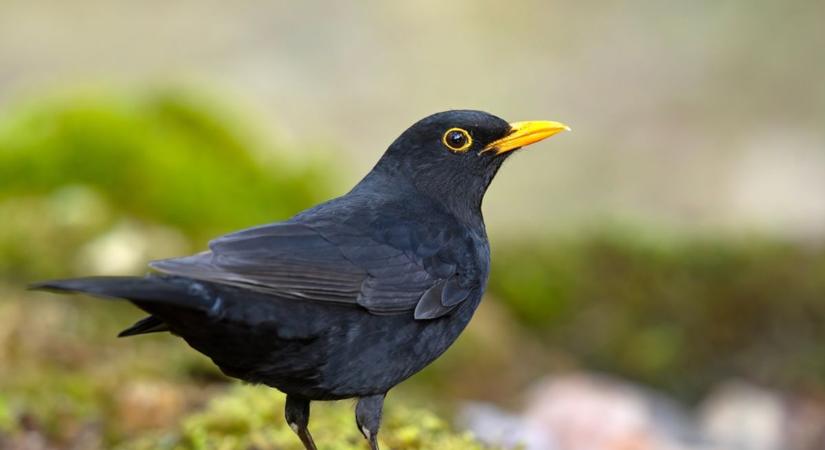 A szegedi fekete rigó meghódította a netet, Pumped Gabo is meghatódott