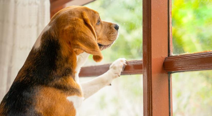 Innen tudják a kutyák, hogy a gazdi mikor ér haza