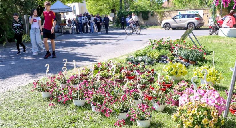 Vasárnap is tömegek a Herényi Virágúton - fotók