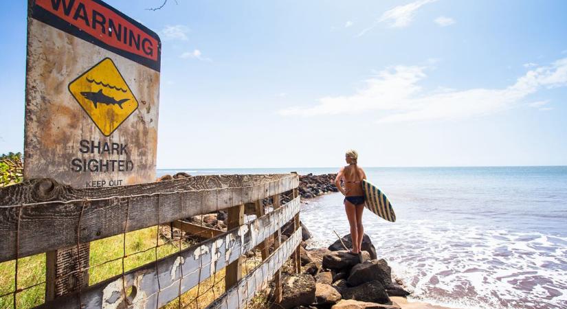A tengerek rettegett ragadozói? Teljesen félreértjük a cápákat