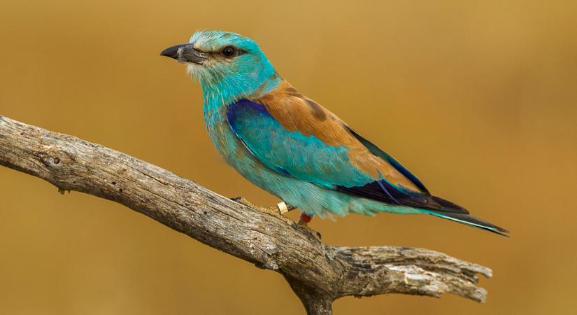 Megérkeztek az első szalakóták a Dévaványai-Ecsegi pusztákra