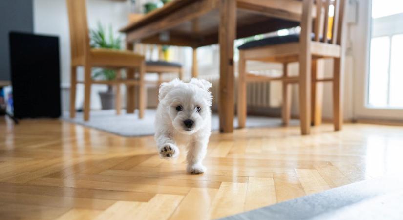 Mit jelent, ha a kutyád őrült rohangálásba kezd a lakásban? 9 tipikus kiváltó