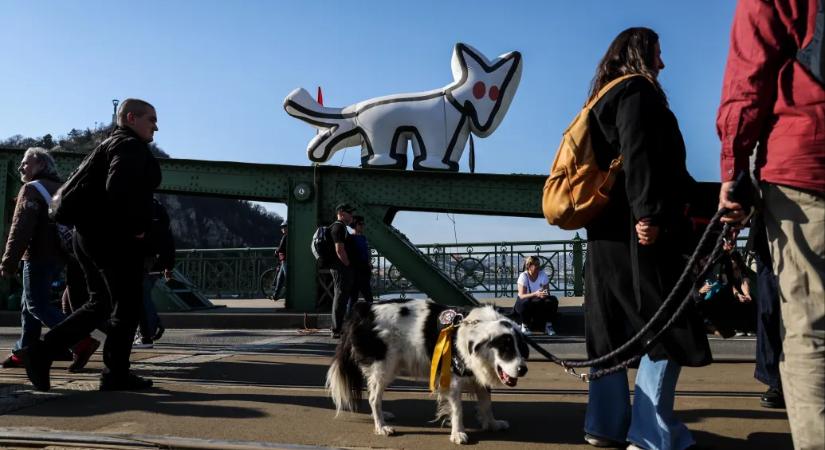 A Kutyapárt megszűnése is szerepel a forgatókönyvek között, a visszafizetendő 640 millió forint egyötödét tudták összeszedni