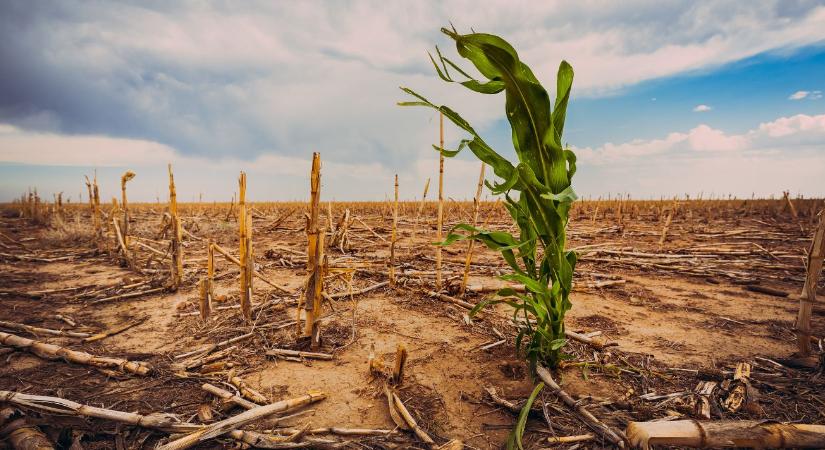 Drasztikus lehűlés és aszály: összeomolhat az áramlat, amely Európa mezőgazdaságát élteti