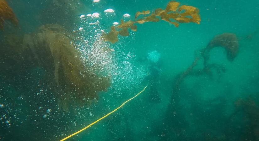 Különös arany gömböt találtak a tenger mélyén - egy űrlény tojása lehet?