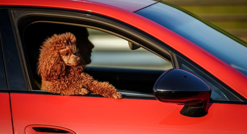 Rémálommá válhat a közös kiruccanás - ezt rengeteg gazdi rosszul csinálja