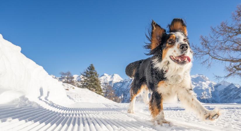 Íme a titkos szó! Ha megtámad egy kutya, csak kiabáld ezt