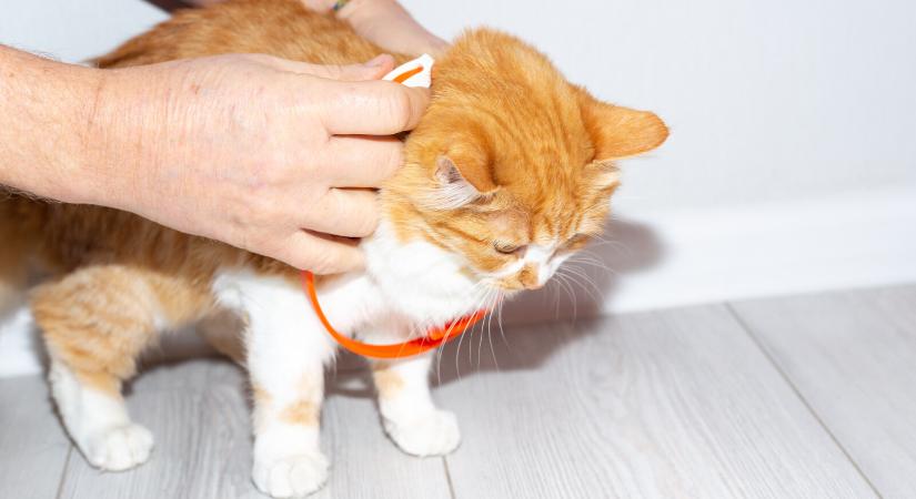 Így gondozd a kölyökmacskádat, kölyökkutyádat – Nem csak a helyes táplálás fontos