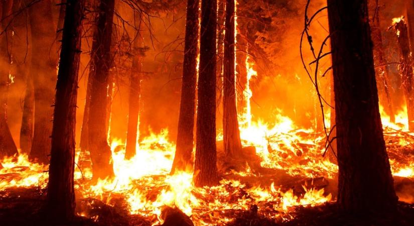 Erdőtűz tombol Japánban – 1400 tűzoltót vezényeltek ki