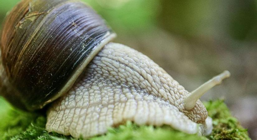 Ezt teszik a gazdák a csigák ellen – meglepően egyszerű!