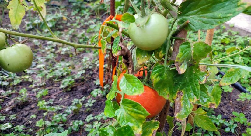 Hőmérőzni kell a földet a palánták kiültetése előtt