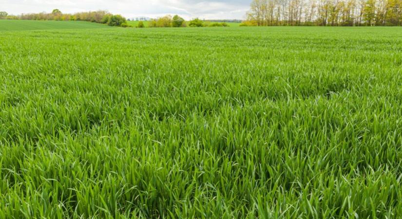 Biztos hozamok alapja: hatékony védekezés kalászosokban