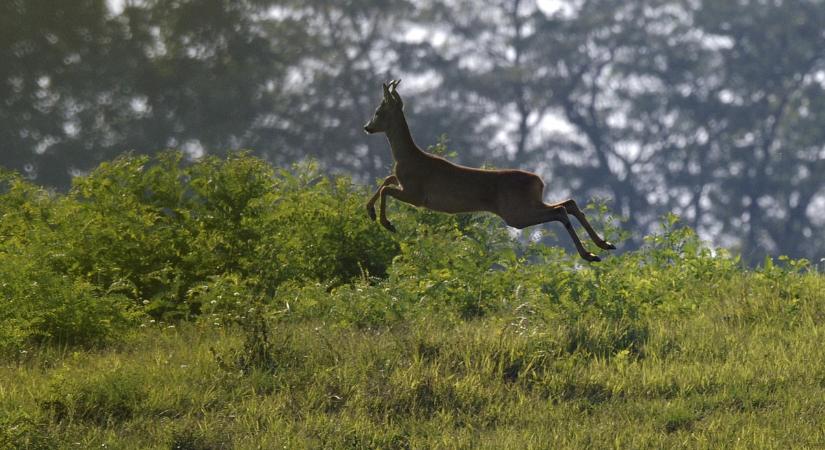 Mutáns őzet lőttek ki a vadászok, az állatvédők őrjöngenek