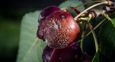 Monília a csonthéjasokban: a virágzástól a termésrothadásig