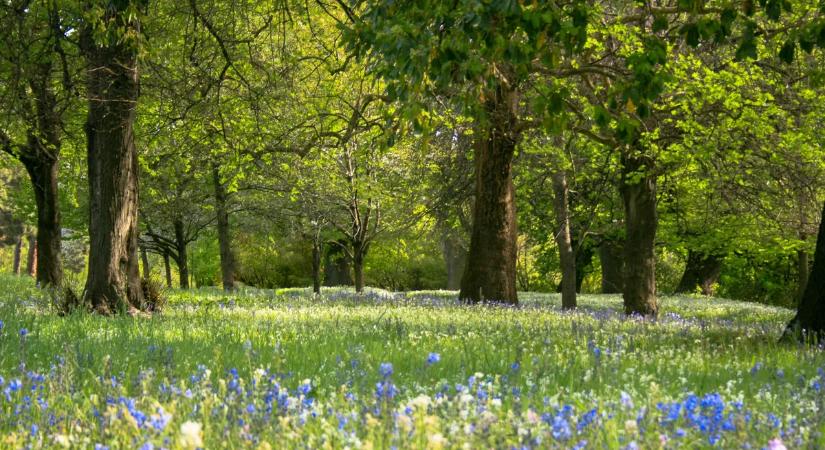 Aranyat ér, ha ilyet talál az erdőben, de könnyen baj lehet belőle
