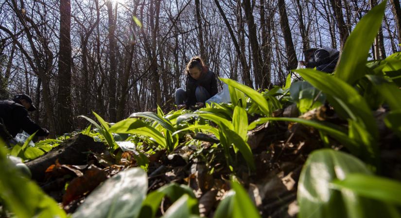 Tíz növény, amely átok a kiskertben, nehéz kiirtani őket