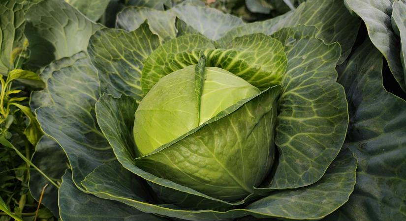Hungarikum, imádjuk, de van egy kis baj vele: a káposzta sötét oldala
