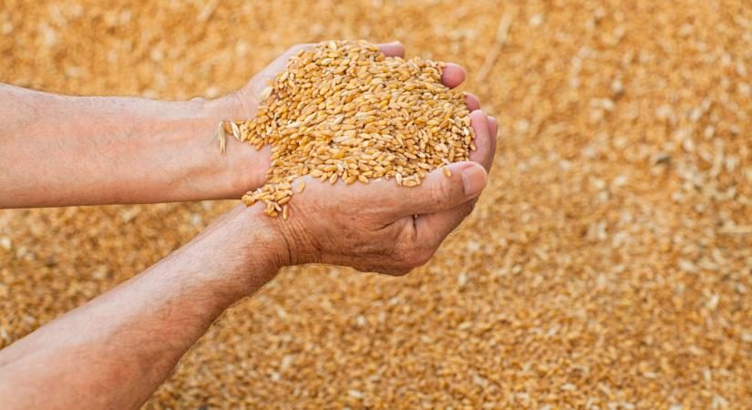 Óriási átalakulás előtt a magyar gabonapiac: aki talpon marad, sokat kereshet